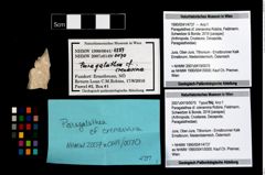 Foto (Objekt + Etikett) von Paragalathea cf. crenarvina (Robins, Feldmann, Schweitzer & Bonde, 2016)  (NHMW-GEO-1990-0041-4737)